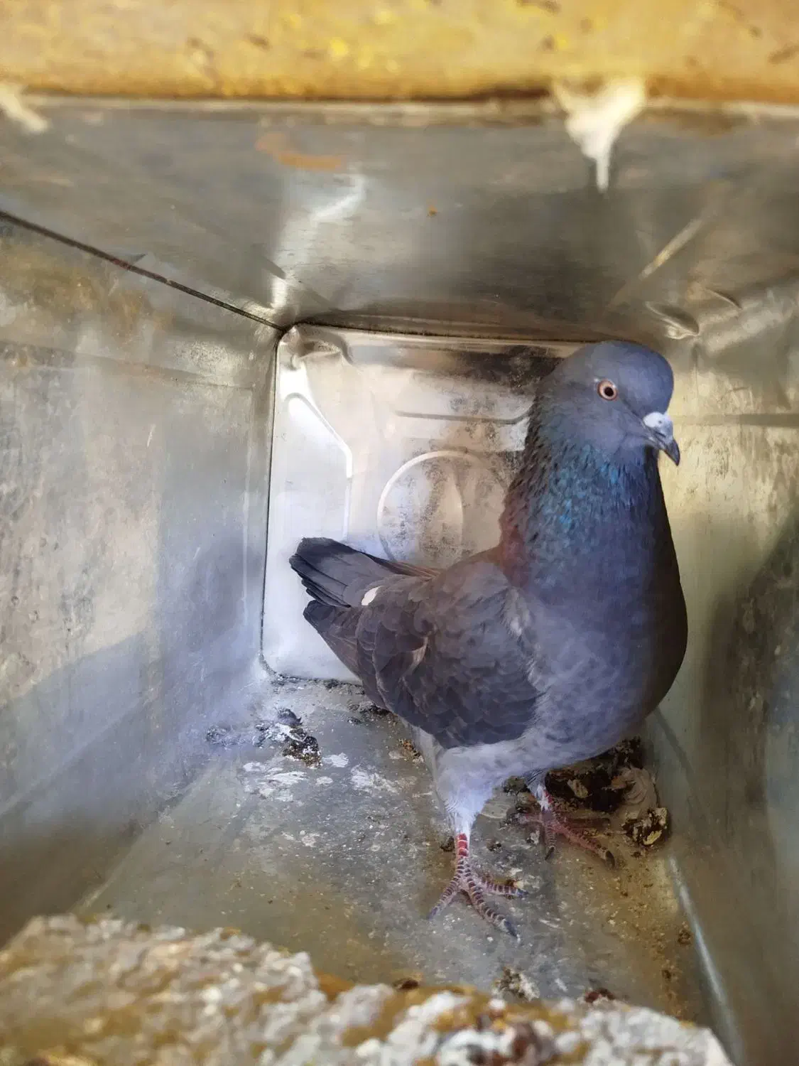 کبوتر تکپر|پرنده|دماوند, دماوند|دیوار