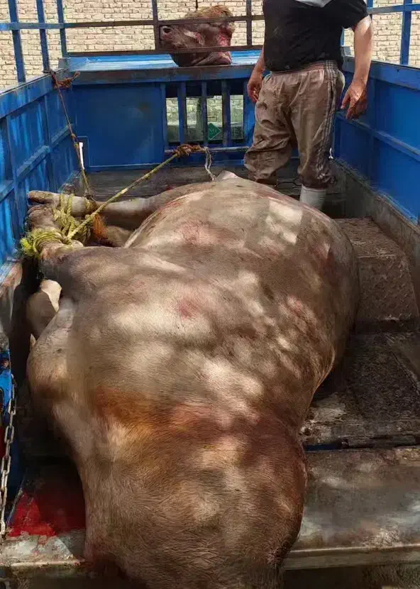 خریدوفروش گاوگوسفندگوساله شکسته.و|حیوانات مزرعه|کرمانشاه, |دیوار