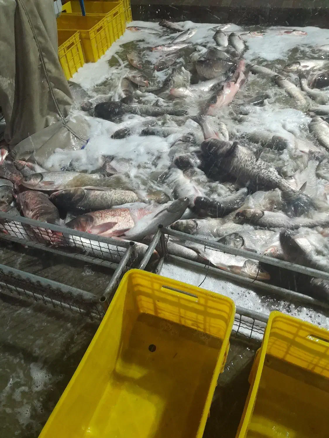 بازار ماهی فروشان|استخدام خدمات فروشگاه و رستوران|ساری, |دیوار