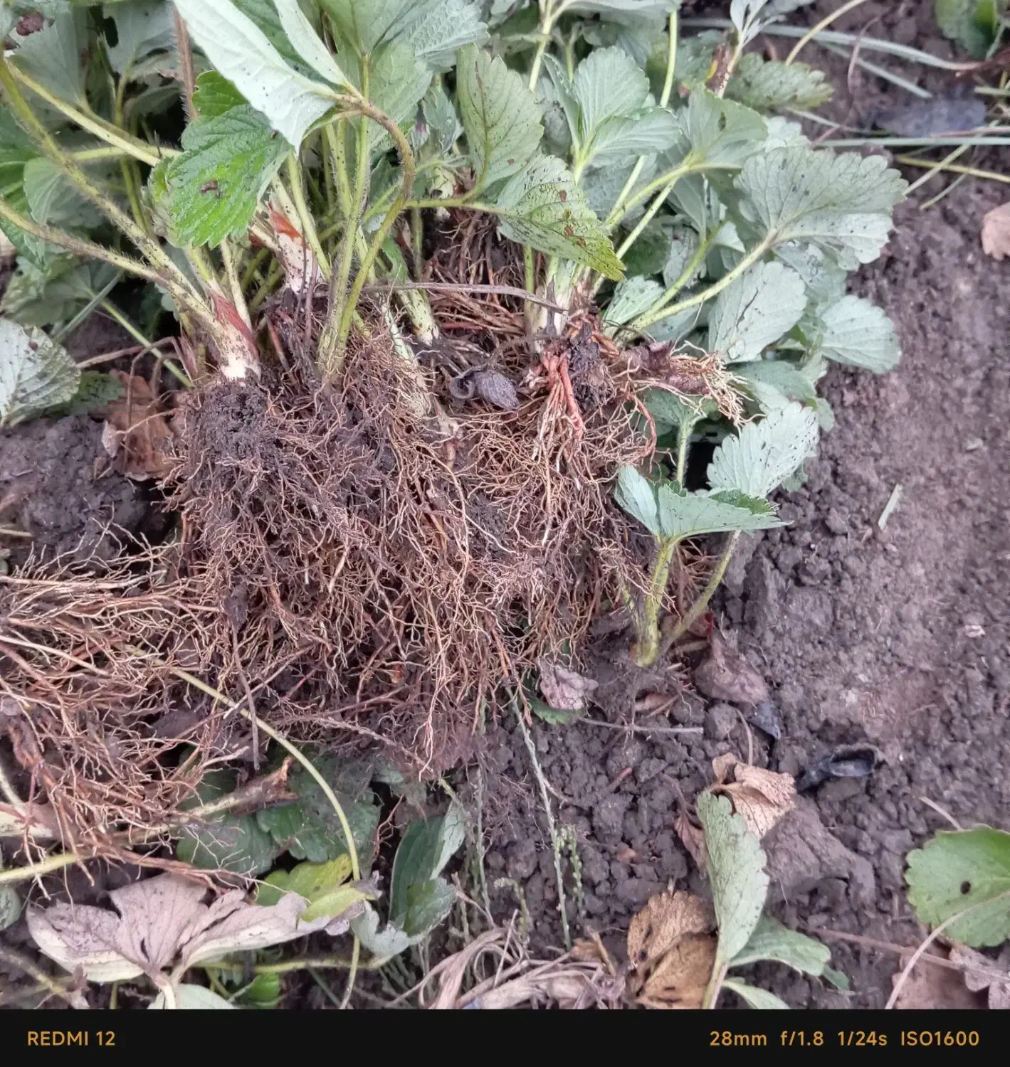 نی 20میلیون|عمده‌فروشی|خان ببین, |دیوار