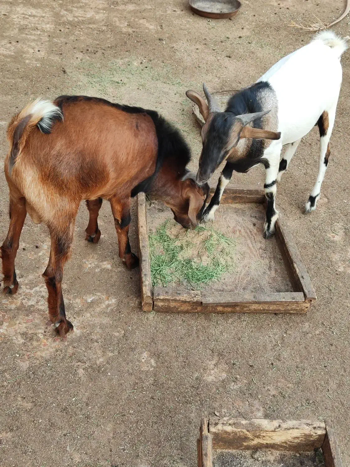 کهره نر و کهره و بر ماده ها فروشی|حیوانات مزرعه|بندرلنگه, |دیوار
