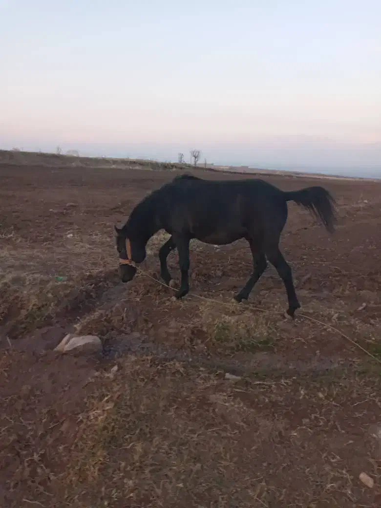 اسب دوساله|اسب و تجهیزات اسب‌سواری|کشکسرای, |دیوار