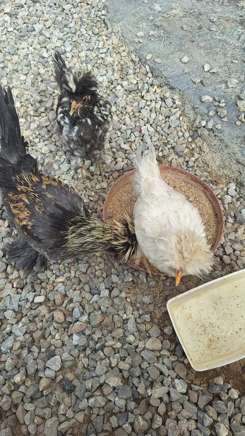 فروش جوجه|پرنده|سمیرم, |دیوار