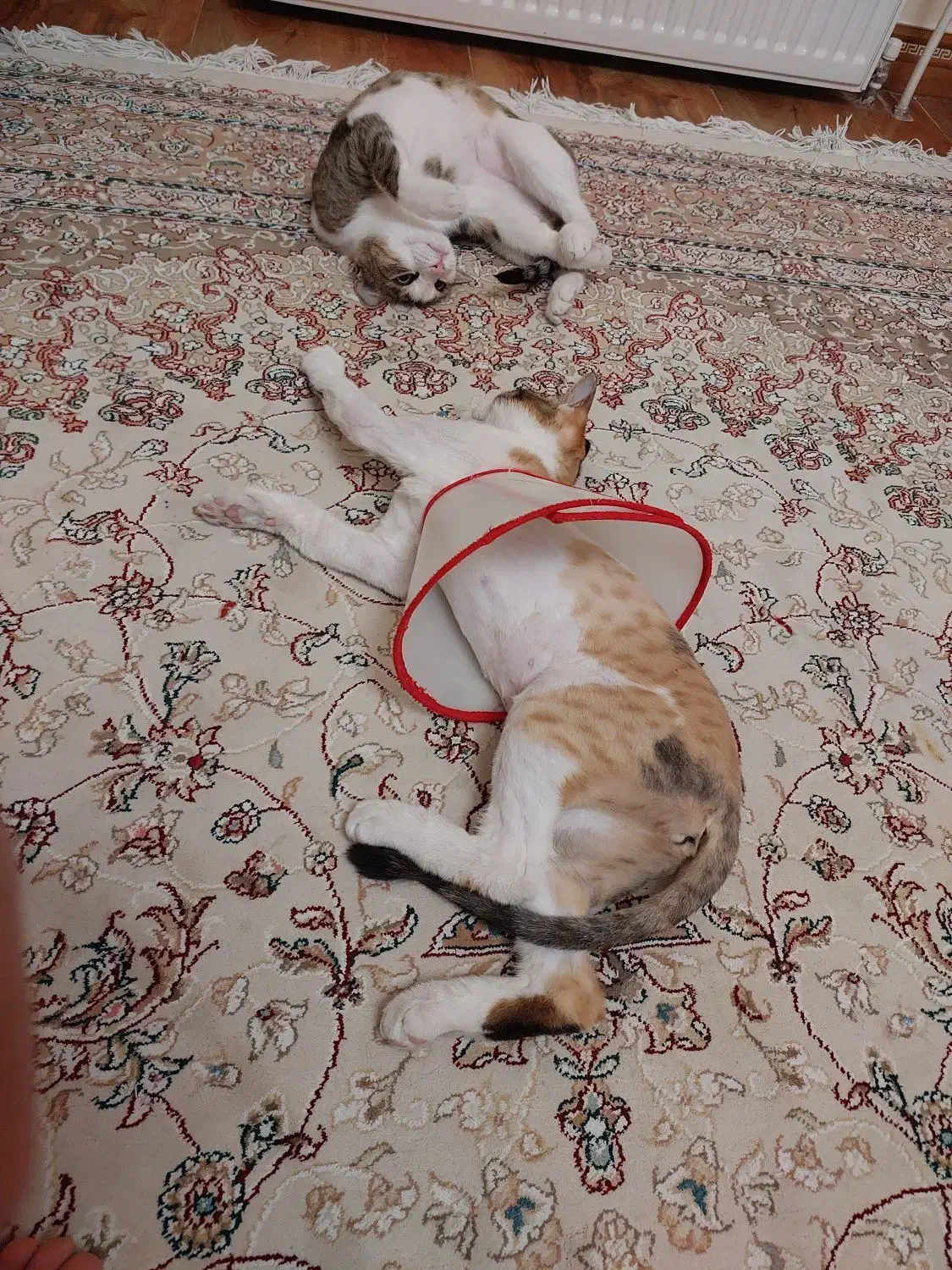 سه عدد گربه عقیم شده واکسناسیون کامل 6ماه واگذاری|گربه|پرند, فاز ۶|دیوار