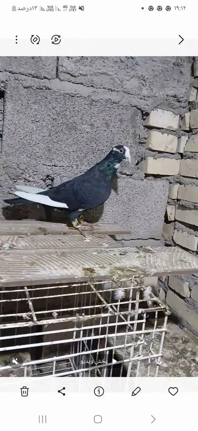 کبوتر دورگ|پرنده|شوش, |دیوار