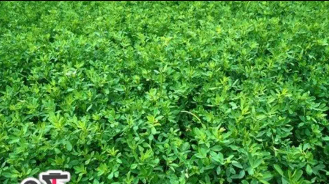 یونجه|لوازم جانبی حیوانات|لردگان, |دیوار