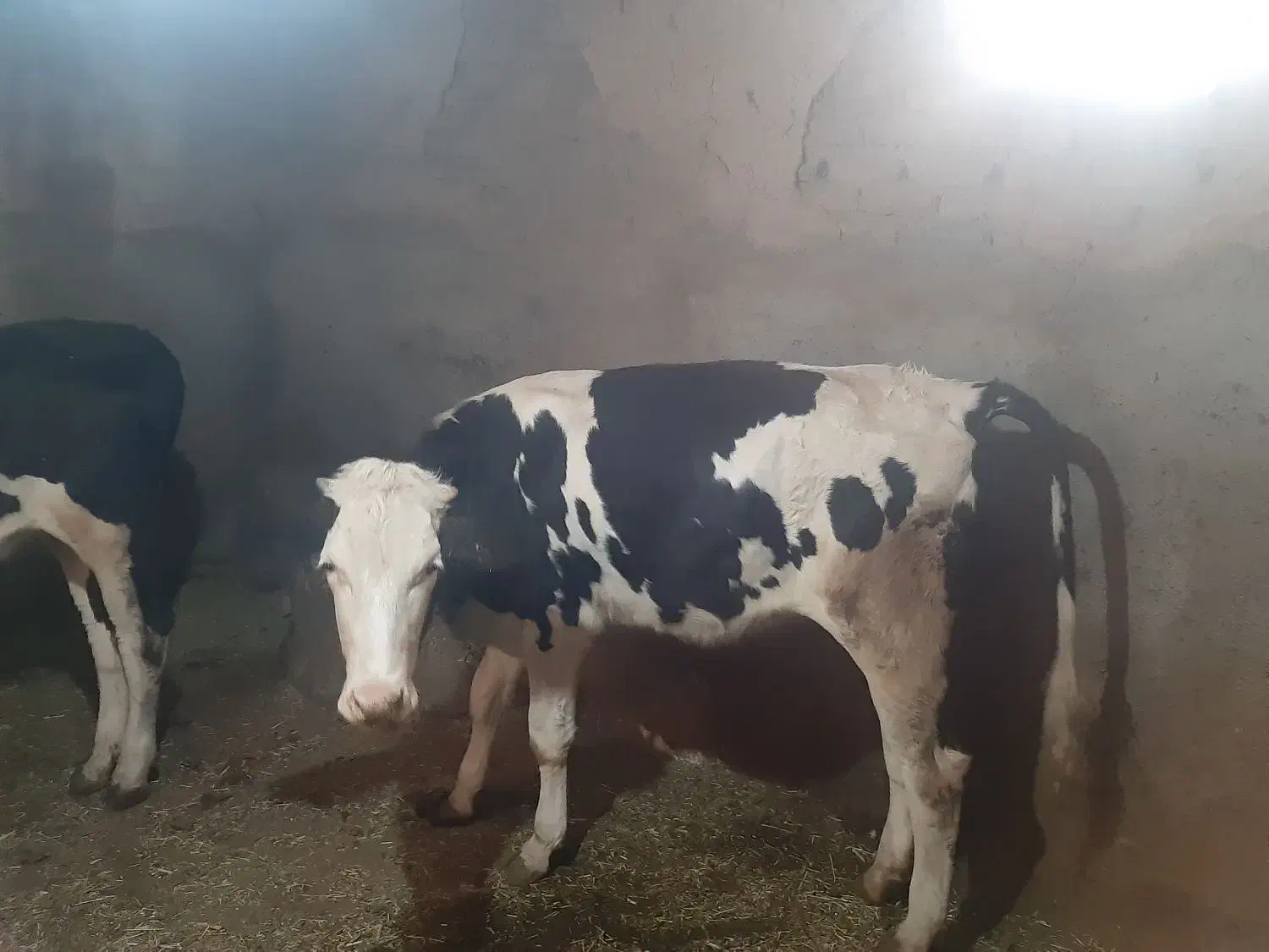 گاو گوساله ماده|حیوانات مزرعه|سارال, |دیوار