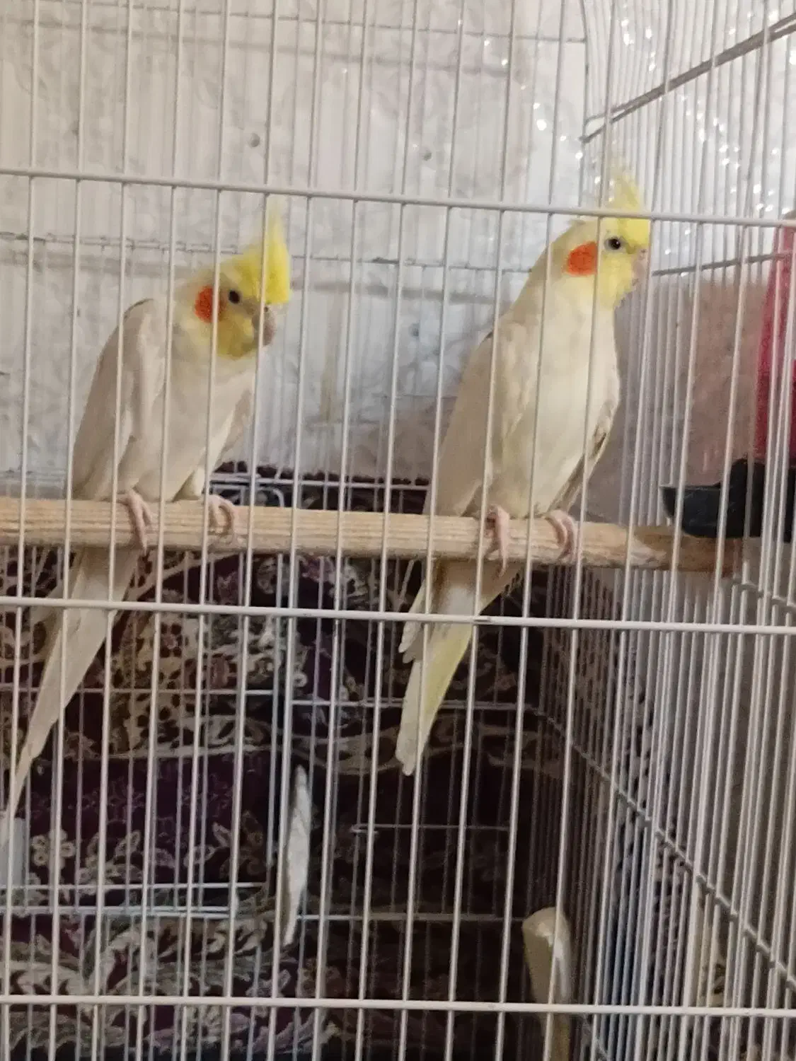 عروس هلندی معاوظه با کفتر|پرنده|جوادآباد, |دیوار