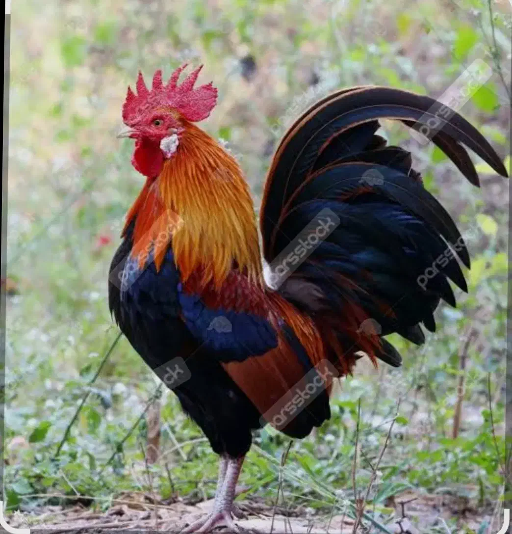 متن رابخوانید|پرنده|رشت, حومه رشت|دیوار