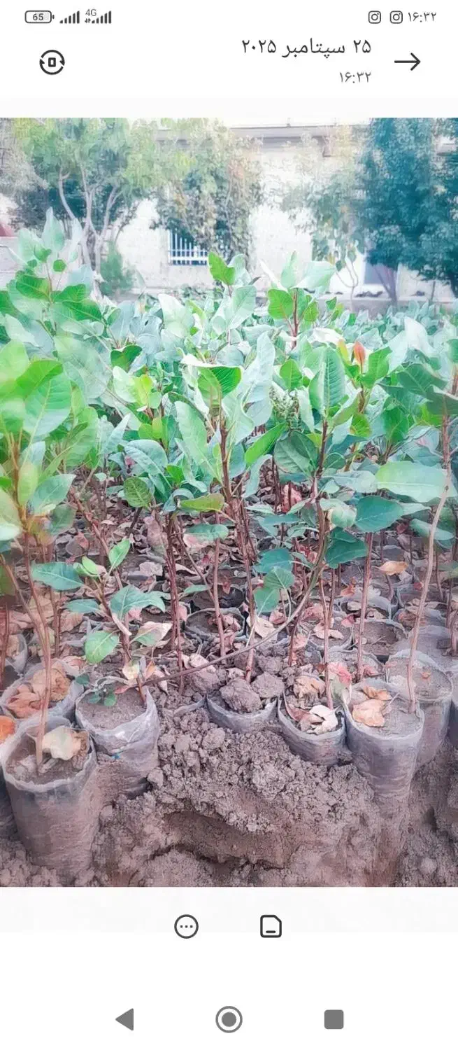 فروش نهال پسته|خدمات باغبانی و درختکاری|سبزوار, جهاد کشاورزی|دیوار