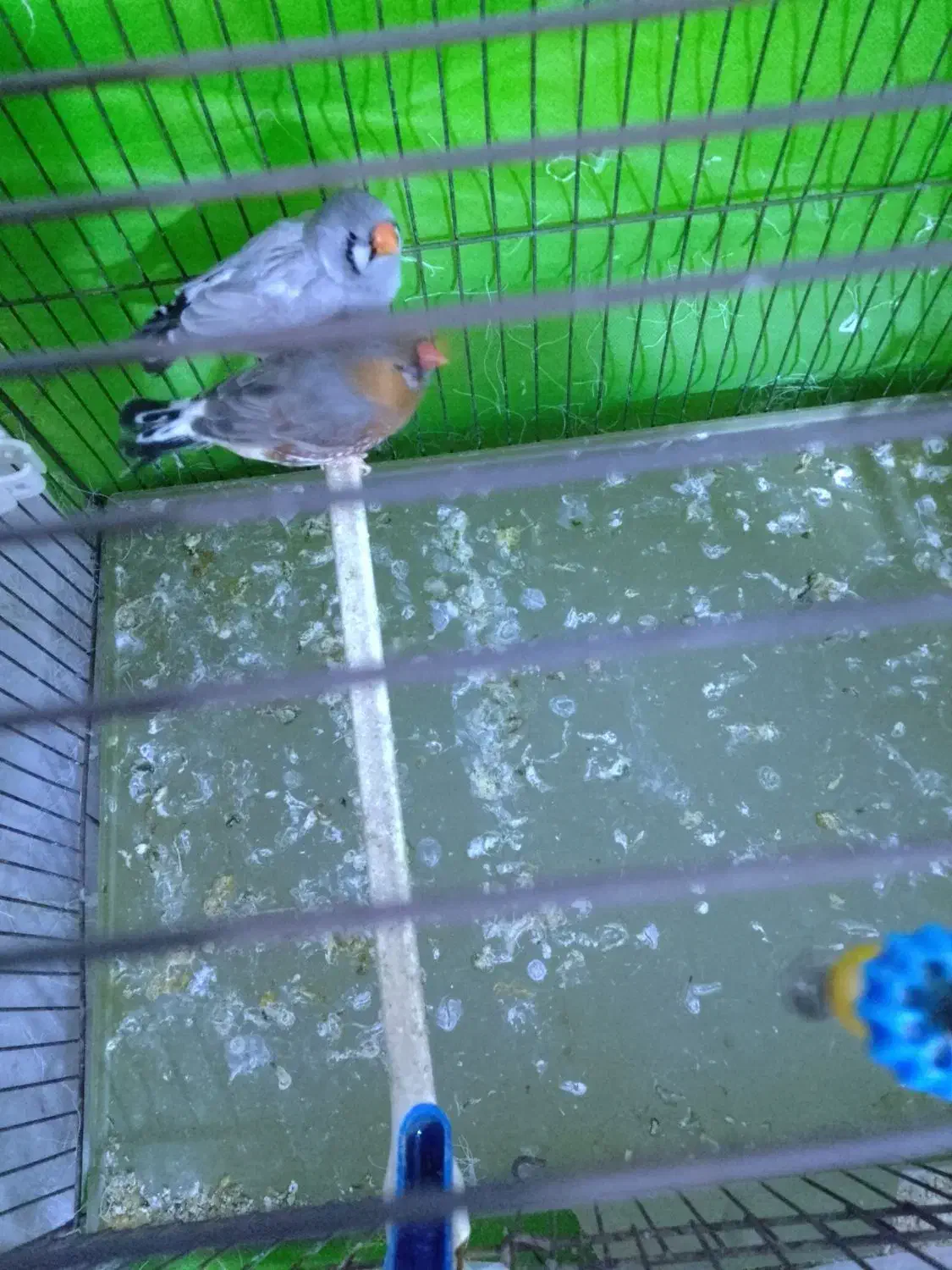 فنچ|حیوانات مزرعه|پاکدشت, شهرک امام رضا|دیوار