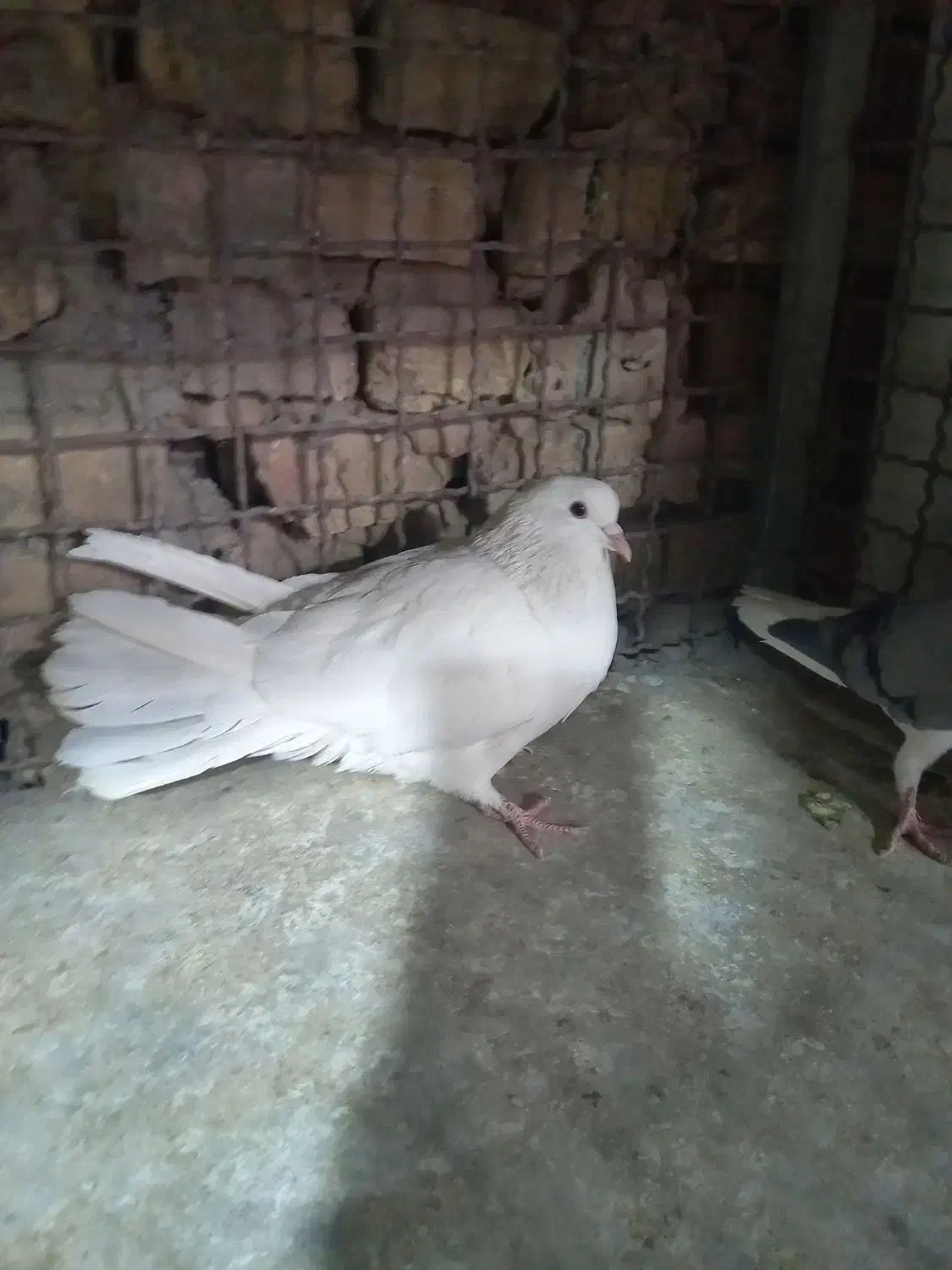 سفید دمگیر|پرنده|اصفهان, شاهد|دیوار