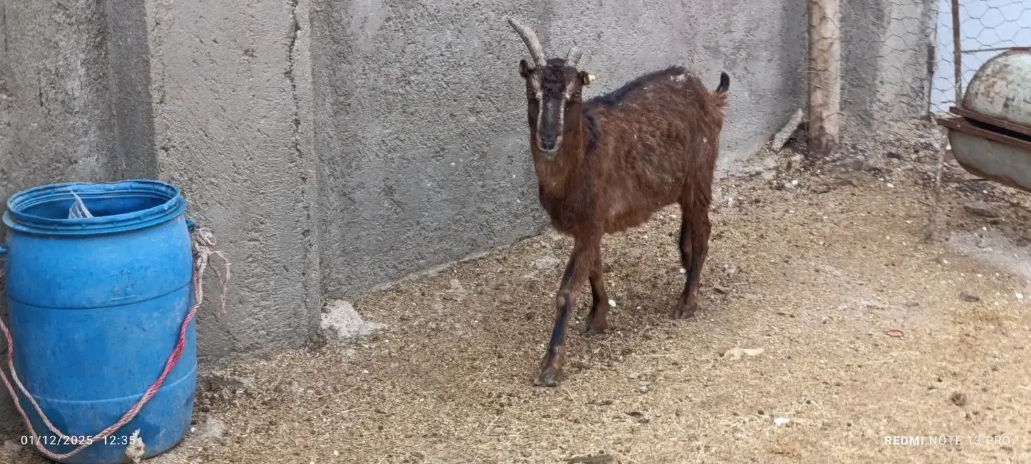 یک راس بز جوان وزن حدود 45 کیلو|حیوانات مزرعه|کرج, کرج نو|دیوار