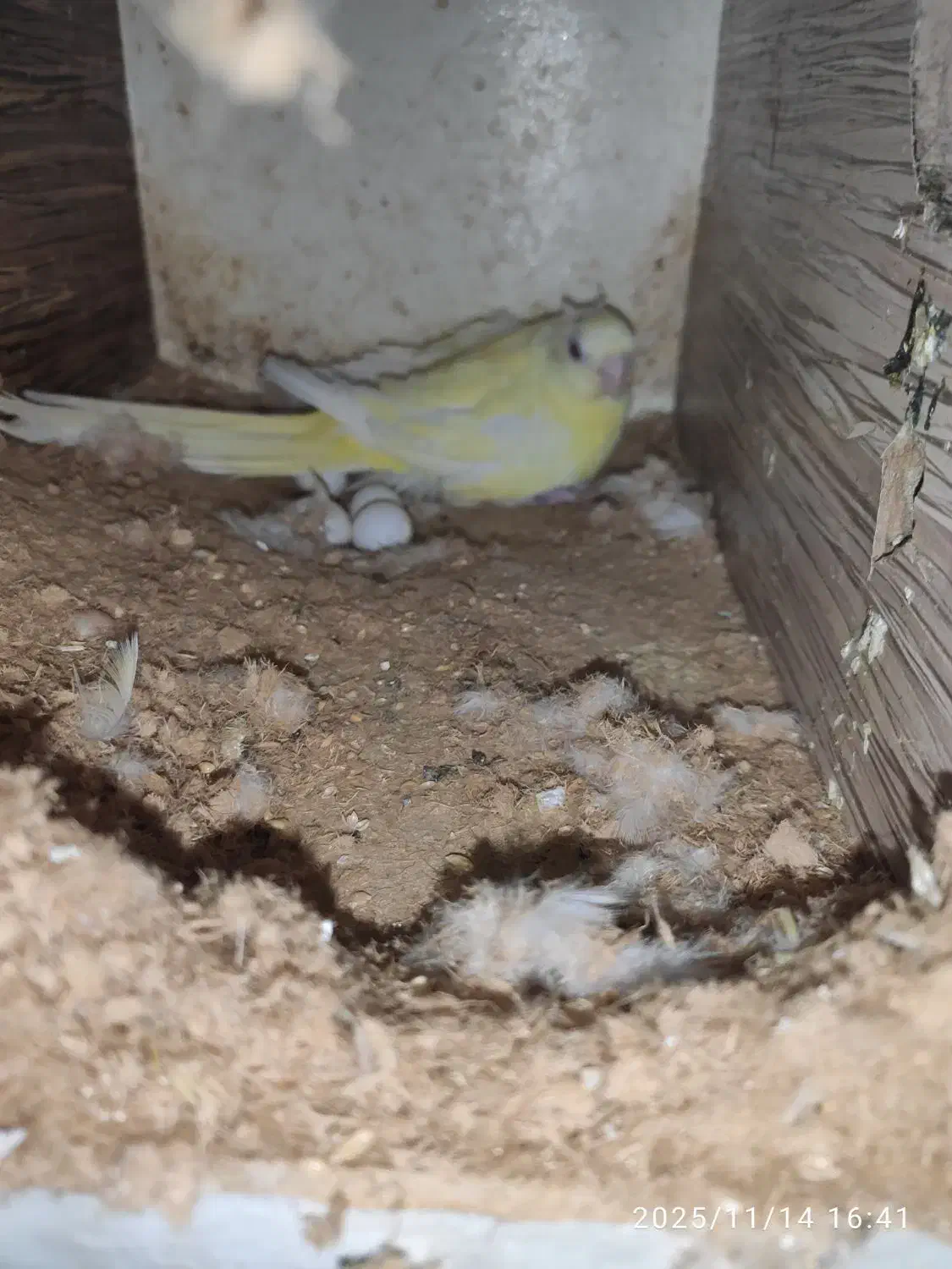 طوطی اوازه خوان ماده زرد روی تخم|پرنده|کاشان, شهرک امیرالمومنین|دیوار