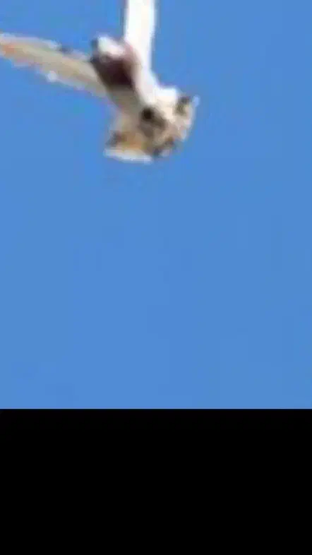 کفتر|پرنده|مشهد, پورسینا|دیوار