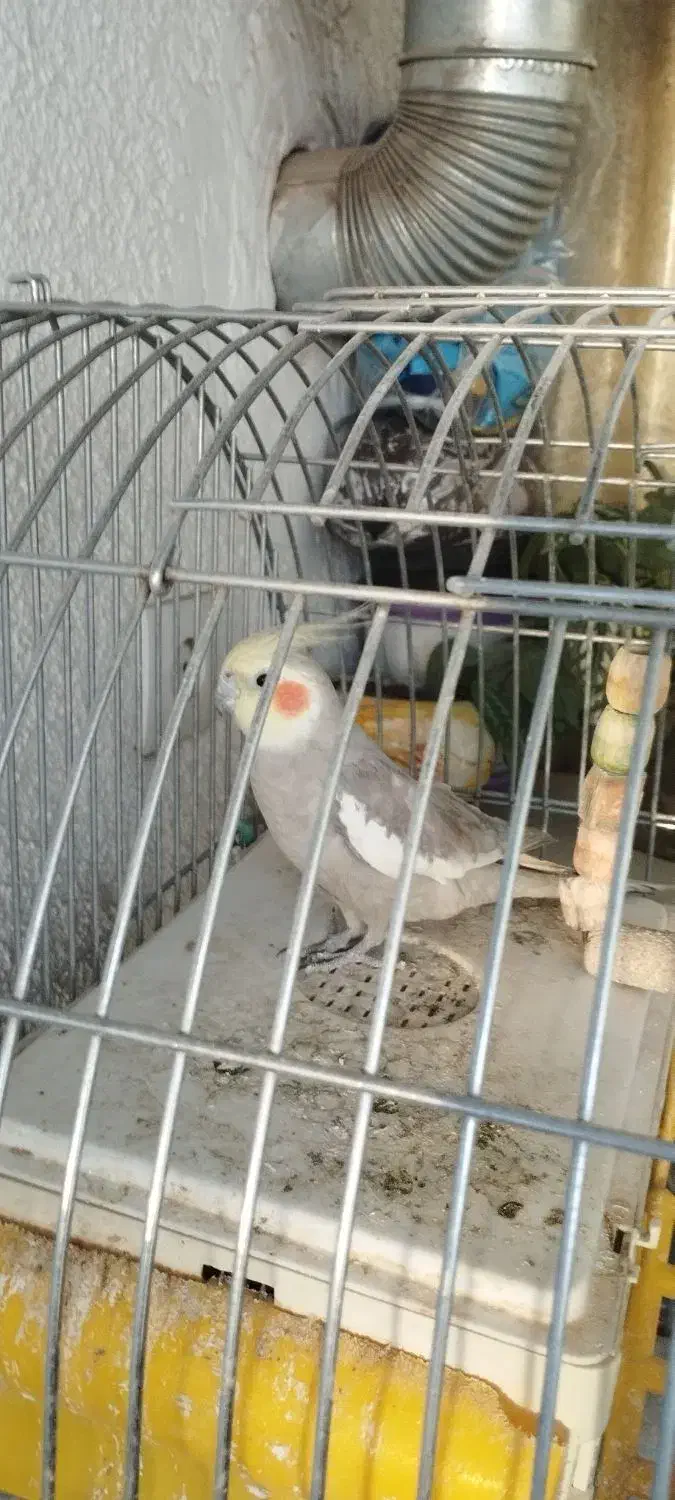 جفت مولد عروس هلندی|پرنده|تهران, افسریه شمالی|دیوار