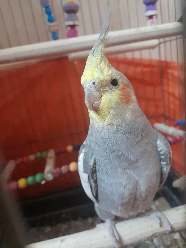 عروس هلندی|پرنده|قدس, شهر‌قدس|دیوار