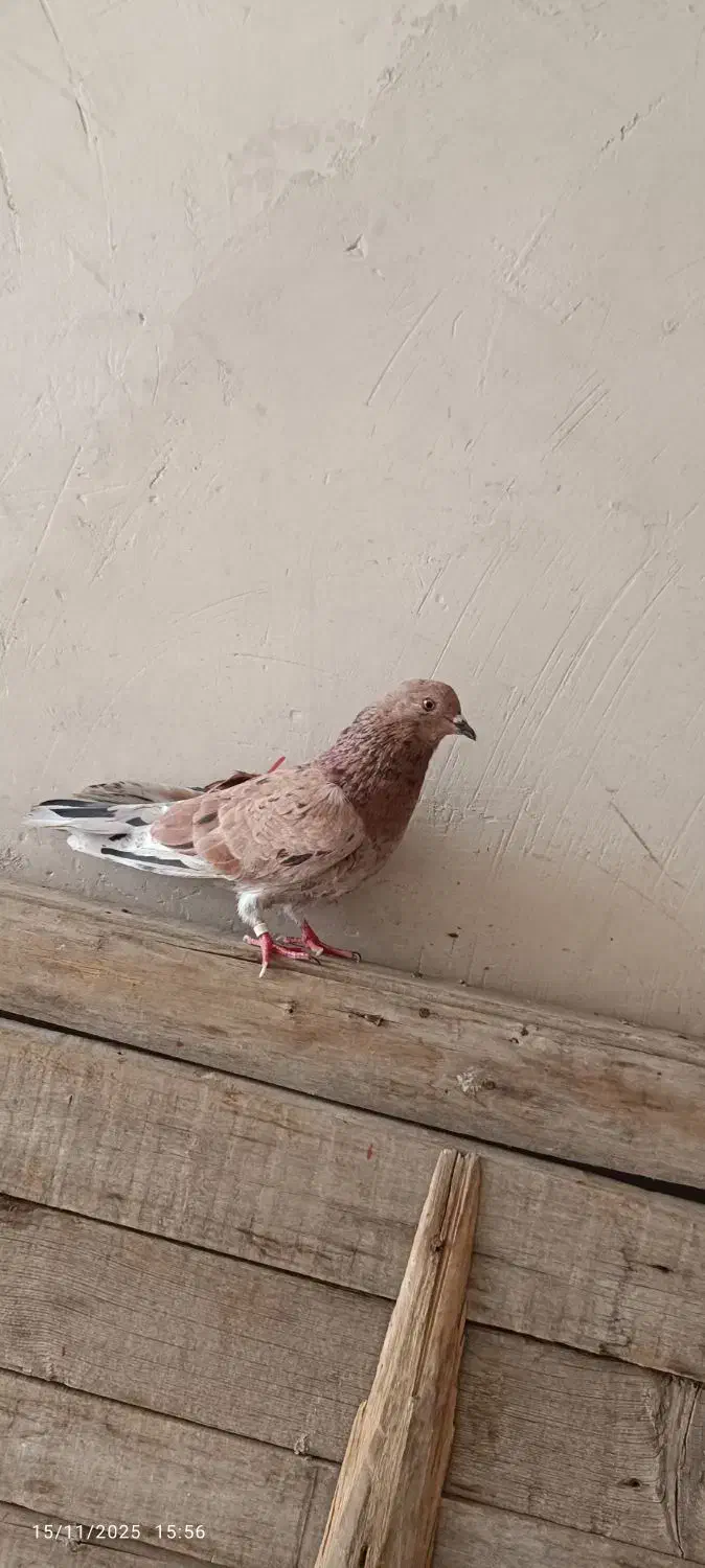 کبوتر|پرنده|نقده, |دیوار