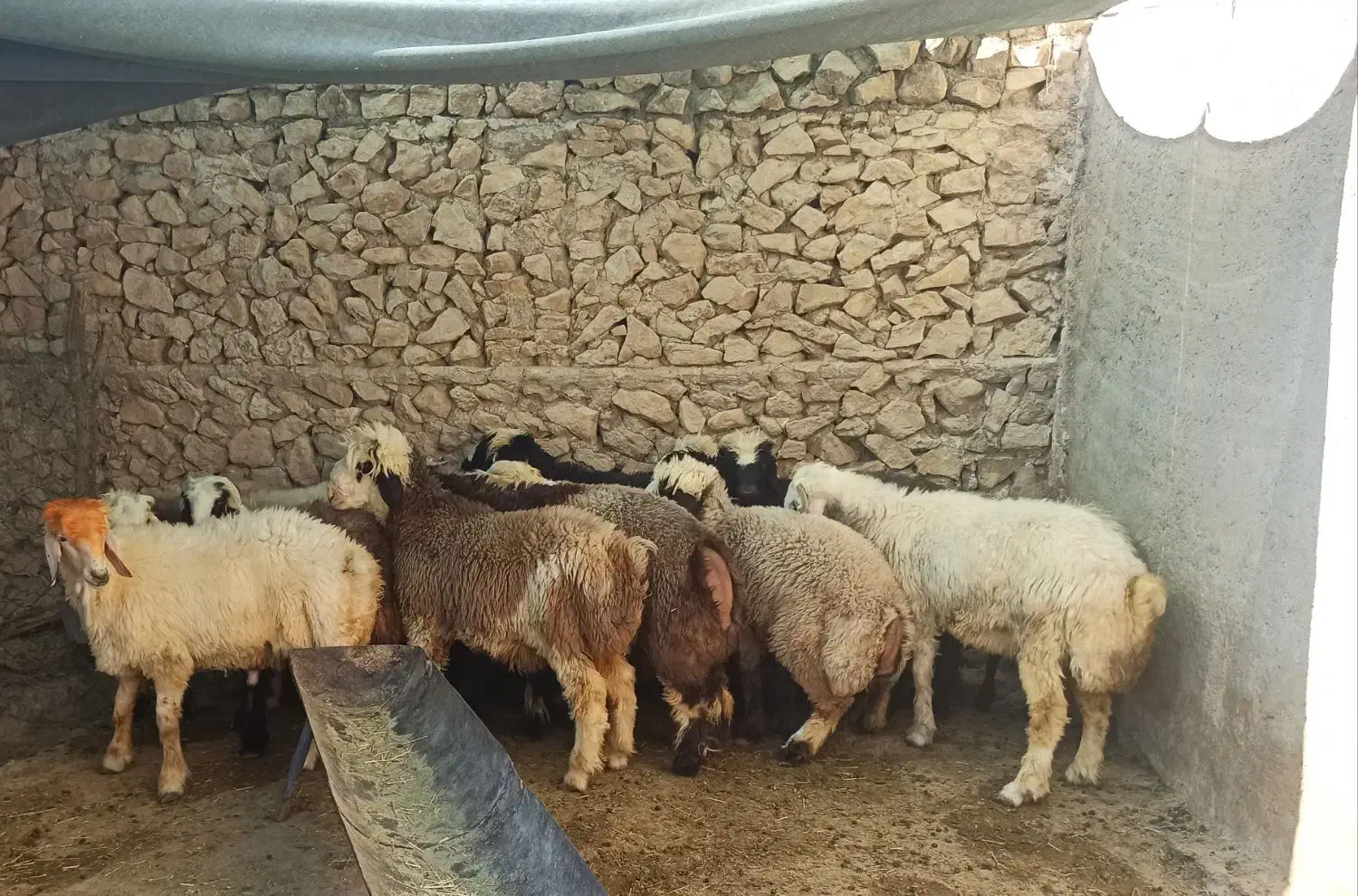 بره پرواری|حیوانات مزرعه|ارم, |دیوار