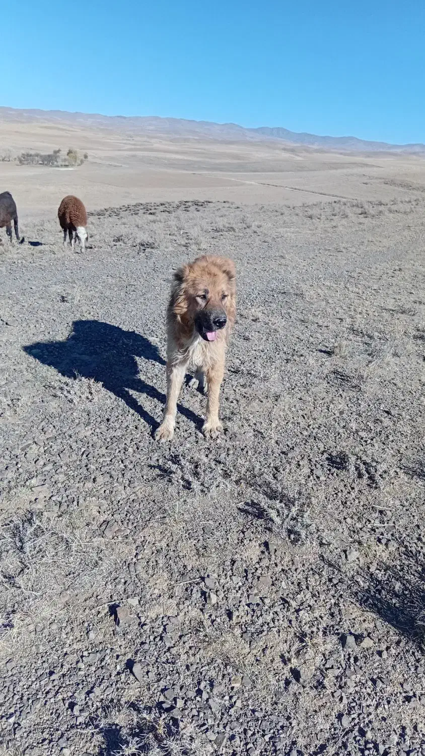 سگ نژاد قدیم شاهسون|سگ|اردبیل, |دیوار