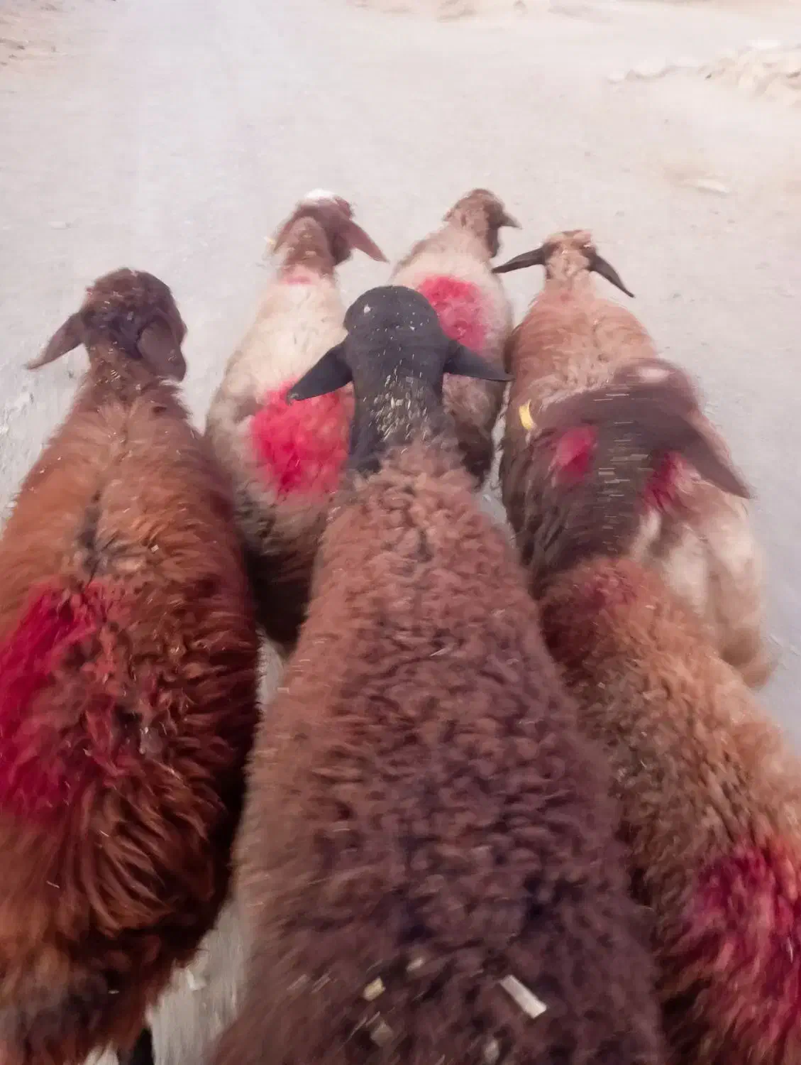 میش افشاری|حیوانات مزرعه|تربت جام, جامرود|دیوار