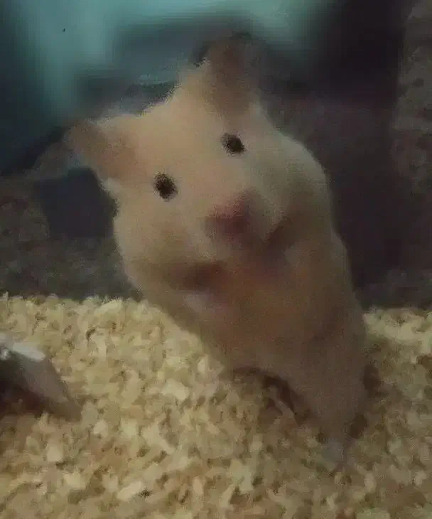 همستر|موش و خرگوش|کرمان, |دیوار