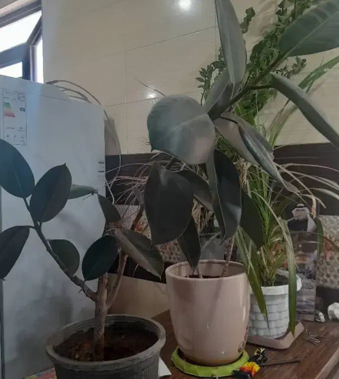 گل فیکوس|گل و گیاه طبیعی|دوگنبدان, |دیوار