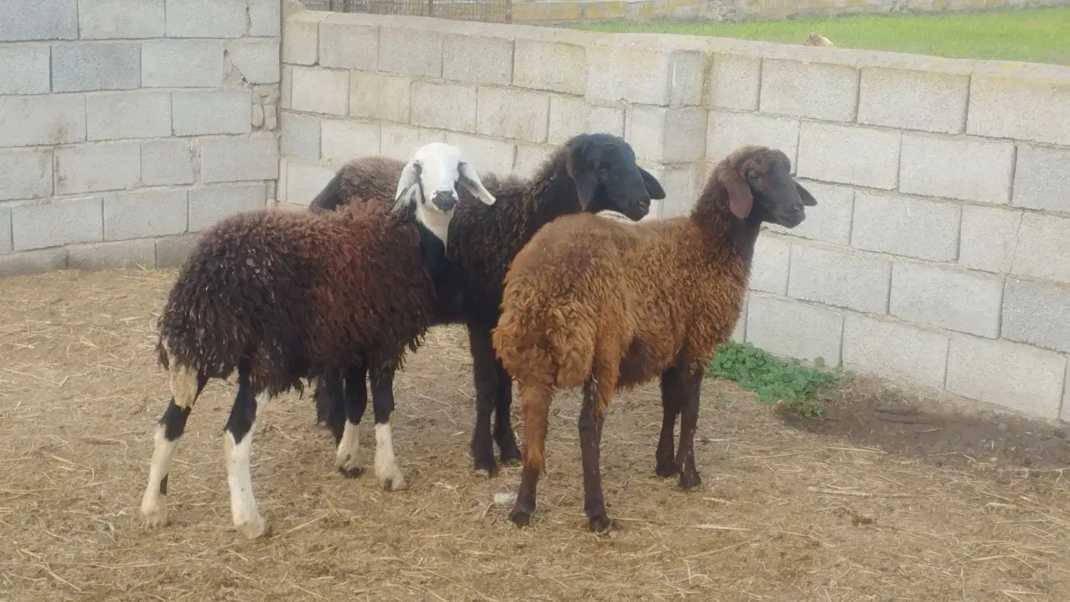 3عددتوقلی و3عددبزغاله ماده گوسفند|حیوانات مزرعه|گرگان, |دیوار