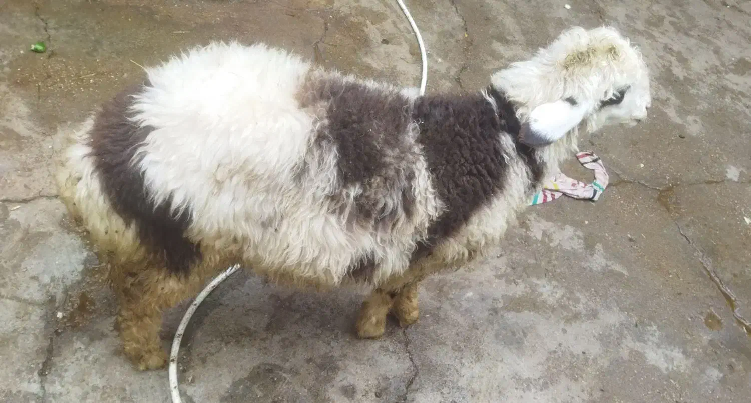 بره پلنگی درجه یک|حیوانات مزرعه|اندیمشک, |دیوار