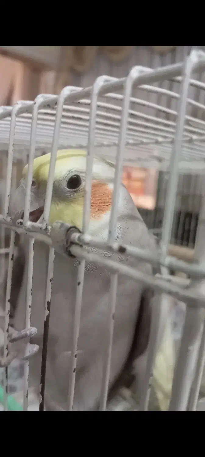 عروس هلندی گم شده|حیوانات|قوچان, |دیوار