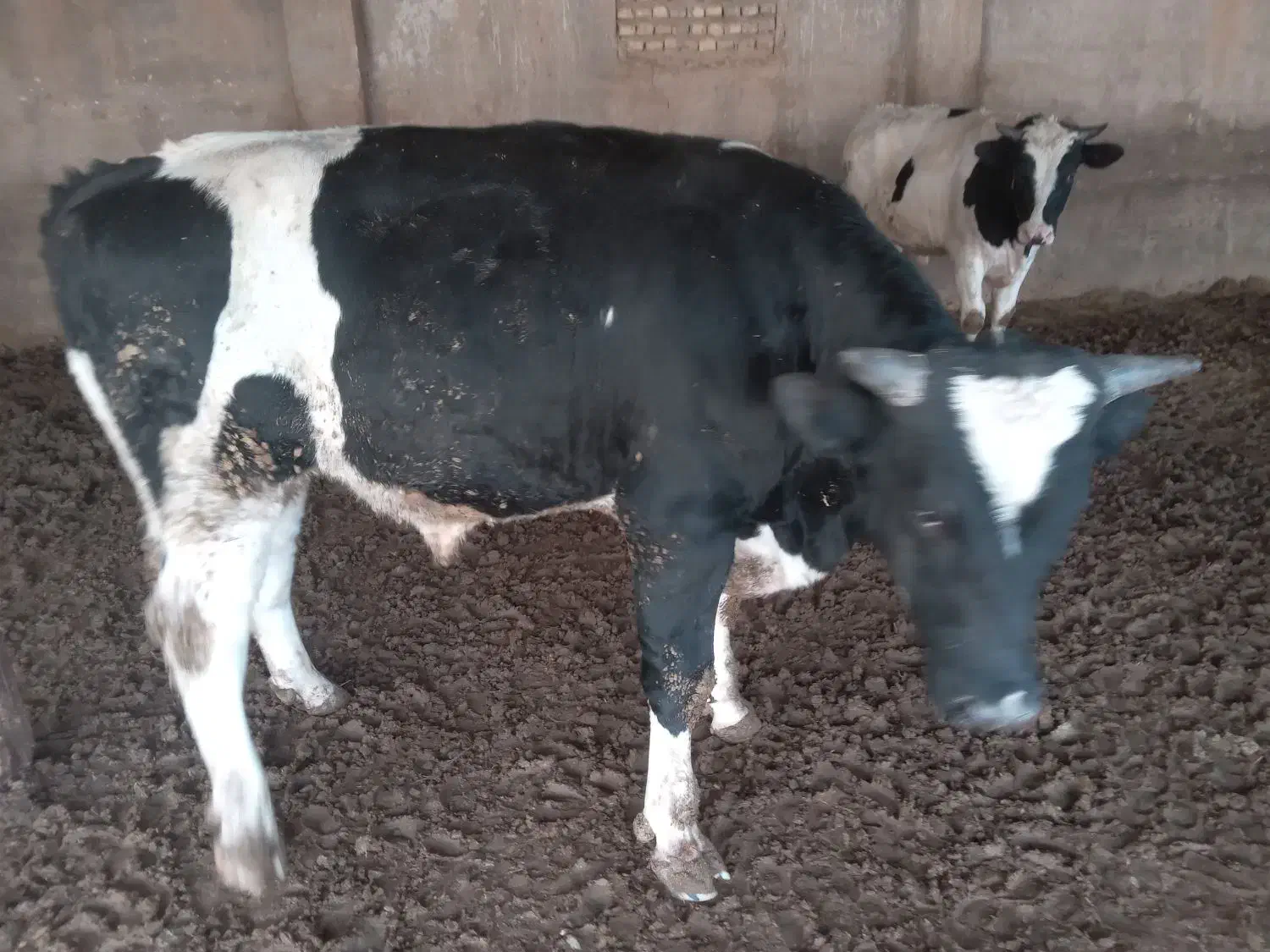 فروشی|فروش دفتر صنعتی، کشاورزی، تجاری|آرادان, |دیوار