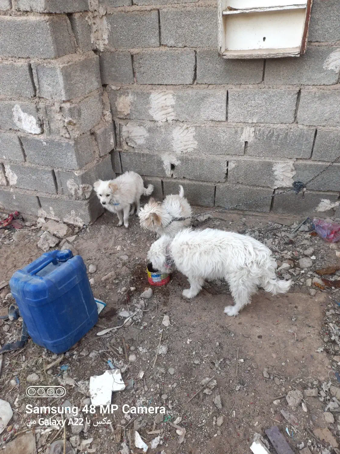 سگ پاکوتاه|سگ|فسا, |دیوار