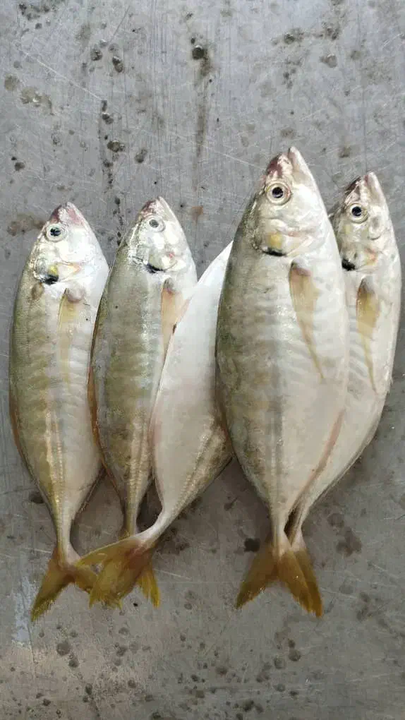 ماهی میگو گُلدفیش تفت|ماهی|تفت, |دیوار