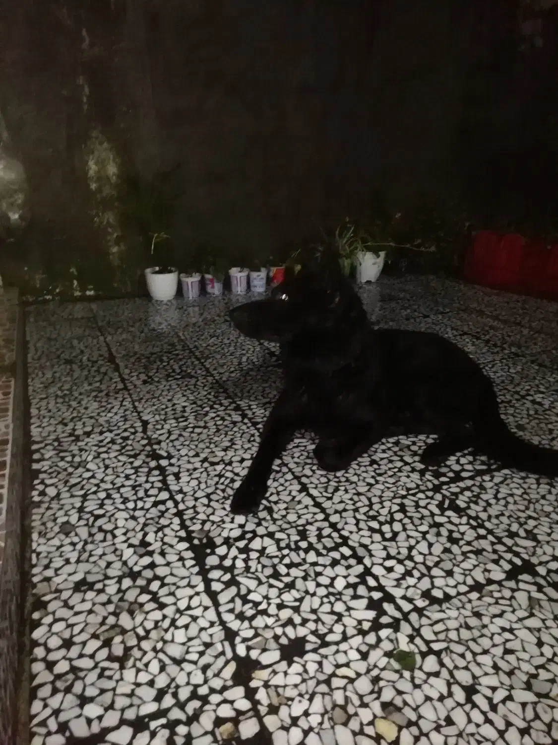 واگذاری سگ ژرمنشولاینبلاک۲ساله،تعلیم دیده|سگ|رحیمآباد, |دیوار