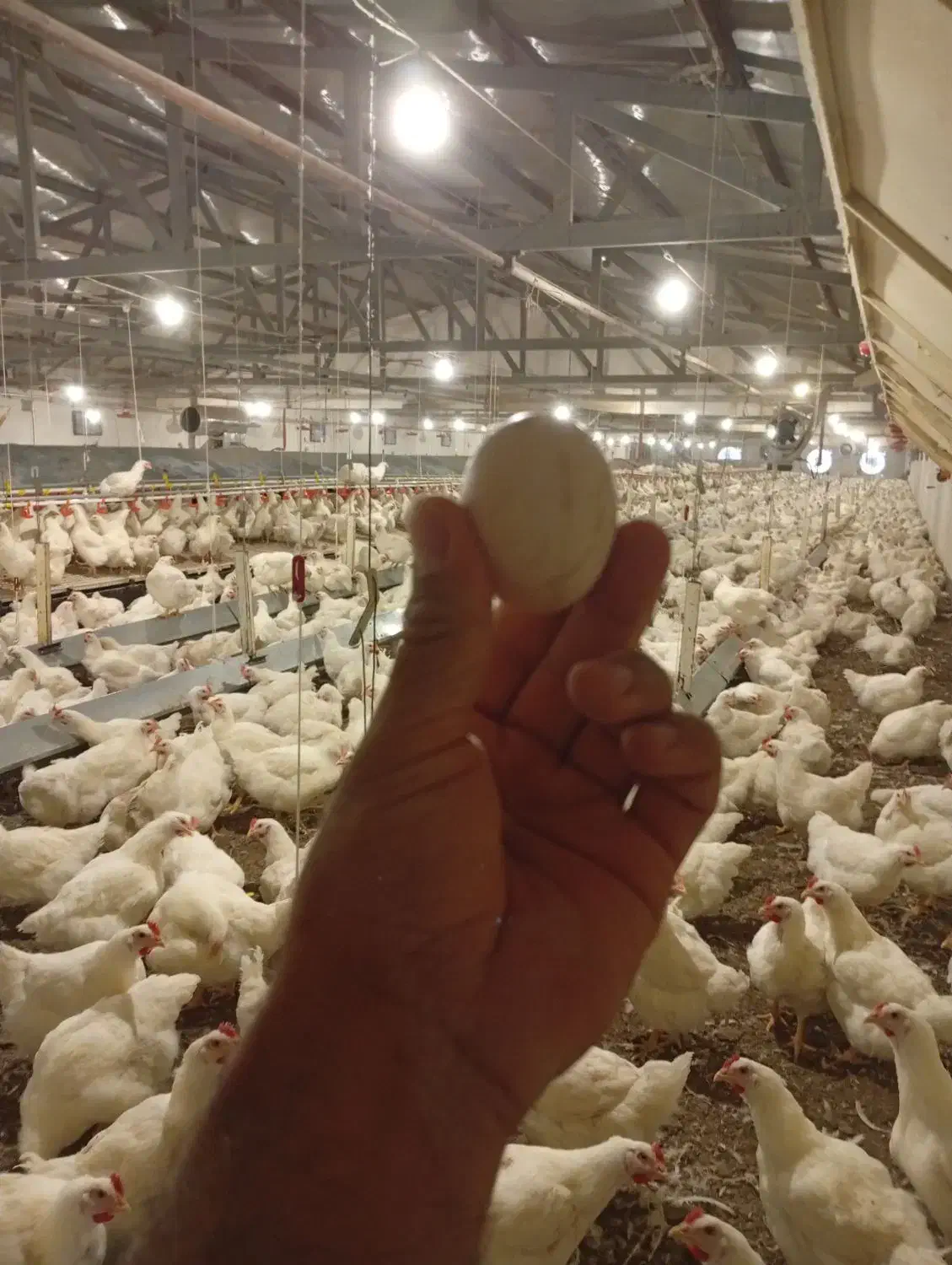 جمع آوری تخم مرغ|استخدام صنعتی، فنی، مهندسی|ملکان, |دیوار