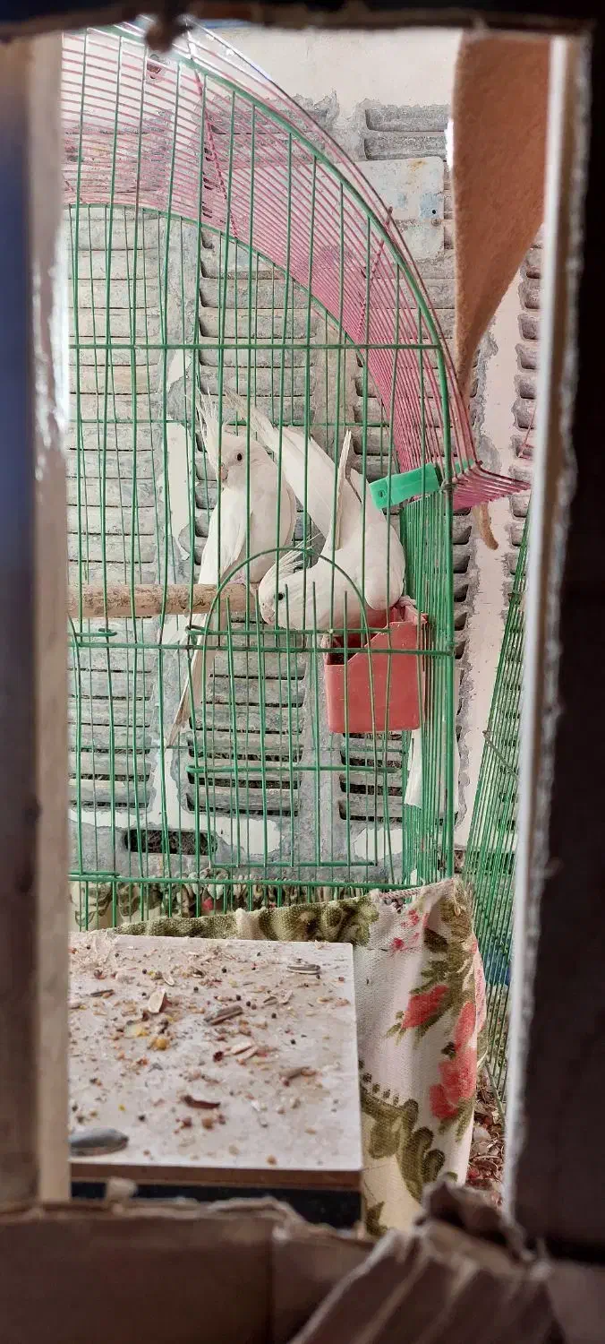 عروس آلبینو|پرنده|زاهدان, |دیوار