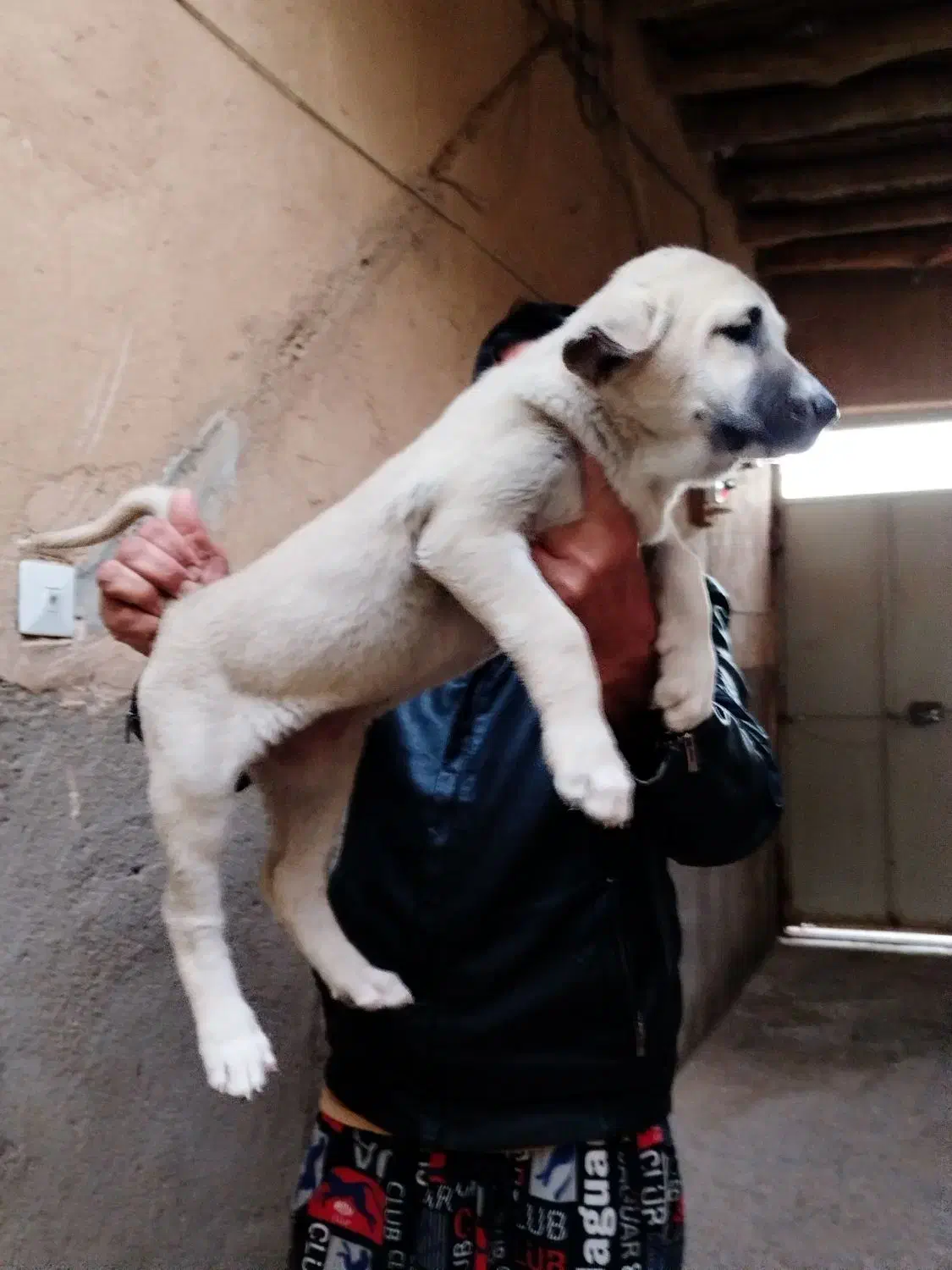 پژدر درجه یک اصل و نسب دار|سگ|قزوین, |دیوار