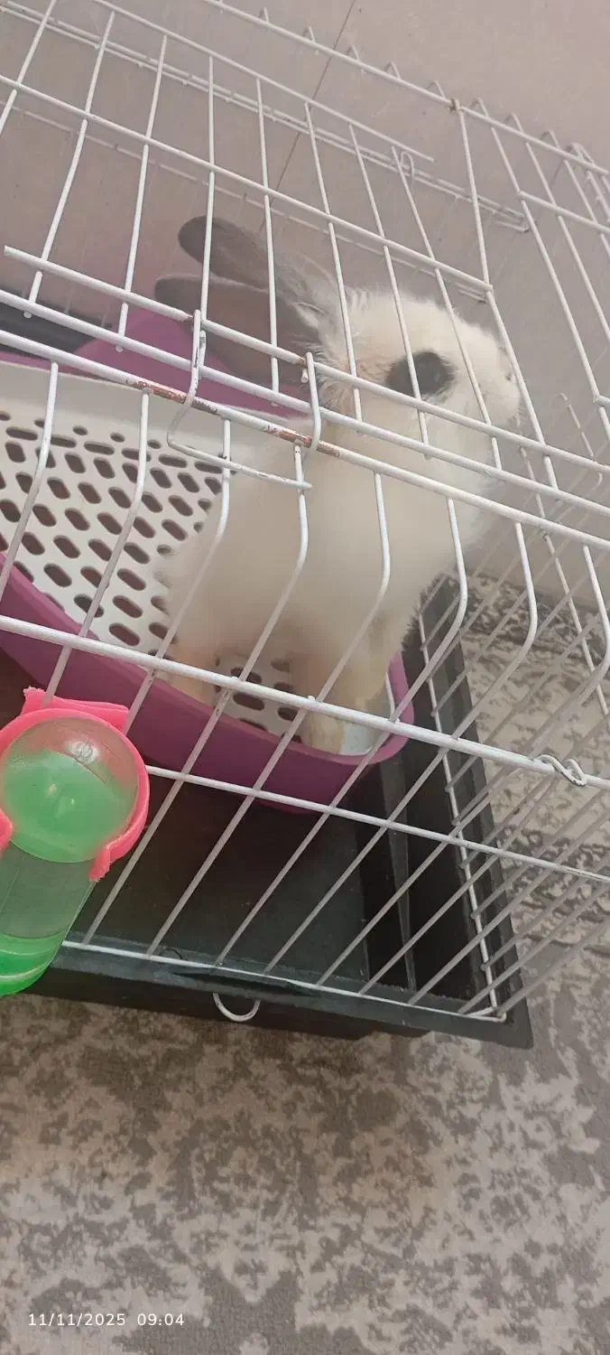 خرگوش|موش و خرگوش|کرمان, |دیوار