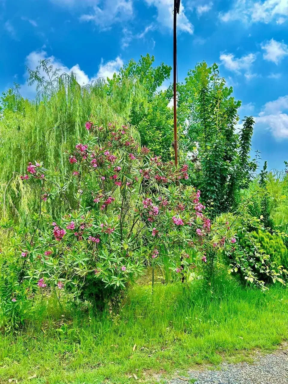 آرامش رو در قلب طبیعت تجربه کنید|فروش خانه و ویلا|شاهدشهر, |دیوار