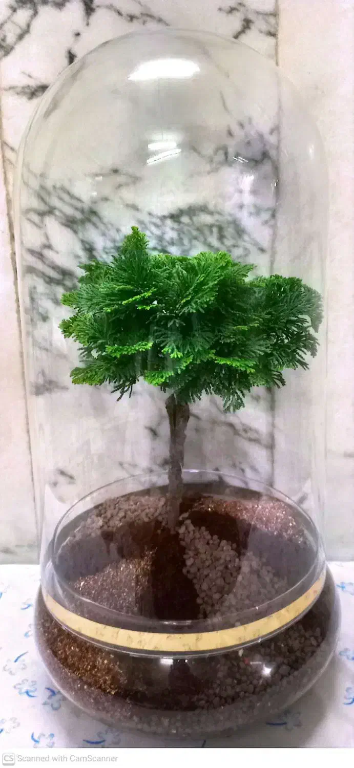 تراریوم بنسای نانا|گل و گیاه طبیعی|خمینی‌شهر, |دیوار