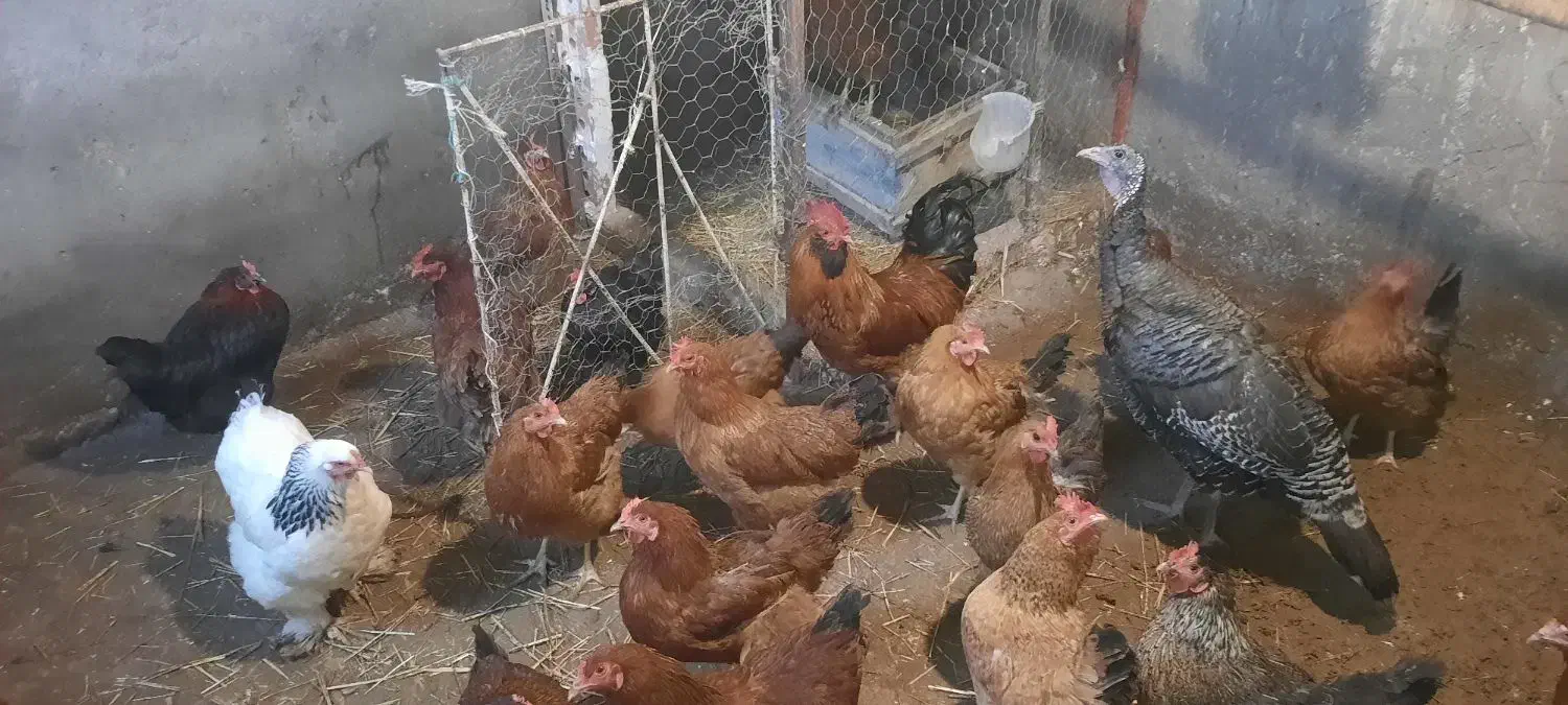 مرغ بومی|حیوانات مزرعه|هریس, |دیوار