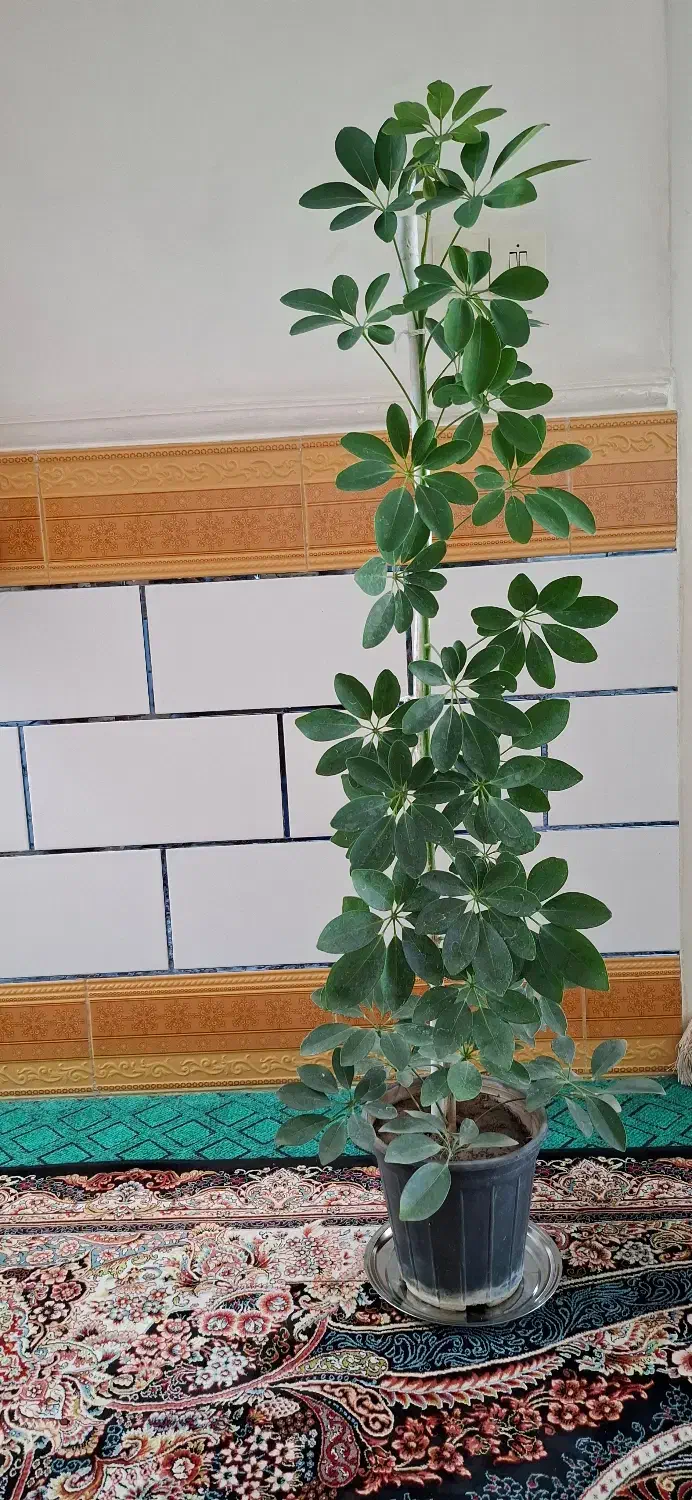 گل زیبای مناسب هدیه و دفتر کار و منزل|گل و گیاه طبیعی|فیروزآباد (فارس), |دیوار