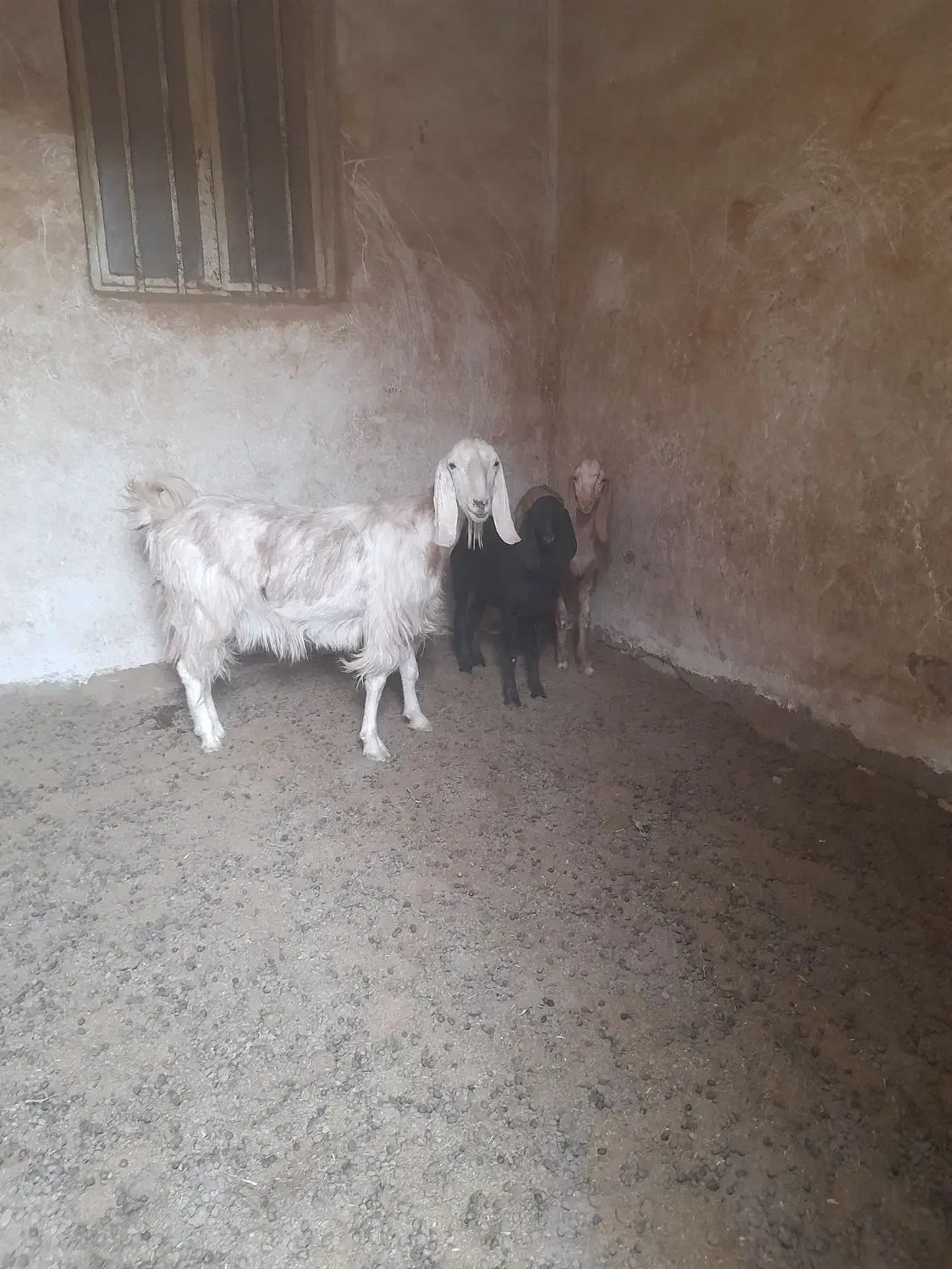 بز وبزغاله|حیوانات مزرعه|اصفهان, قهجاورستان|دیوار