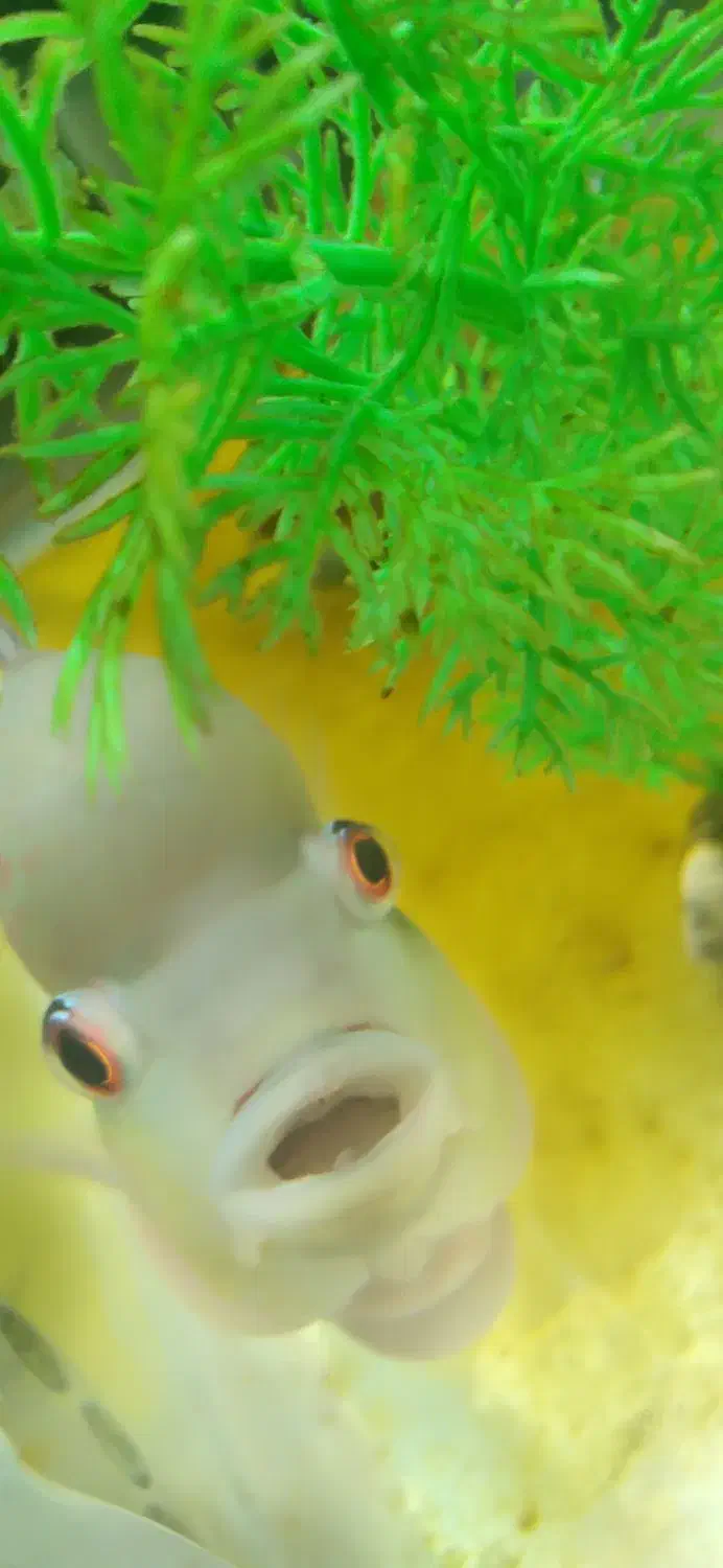 فروش ماهی فلاور نر|ماهی|رامهرمز, |دیوار