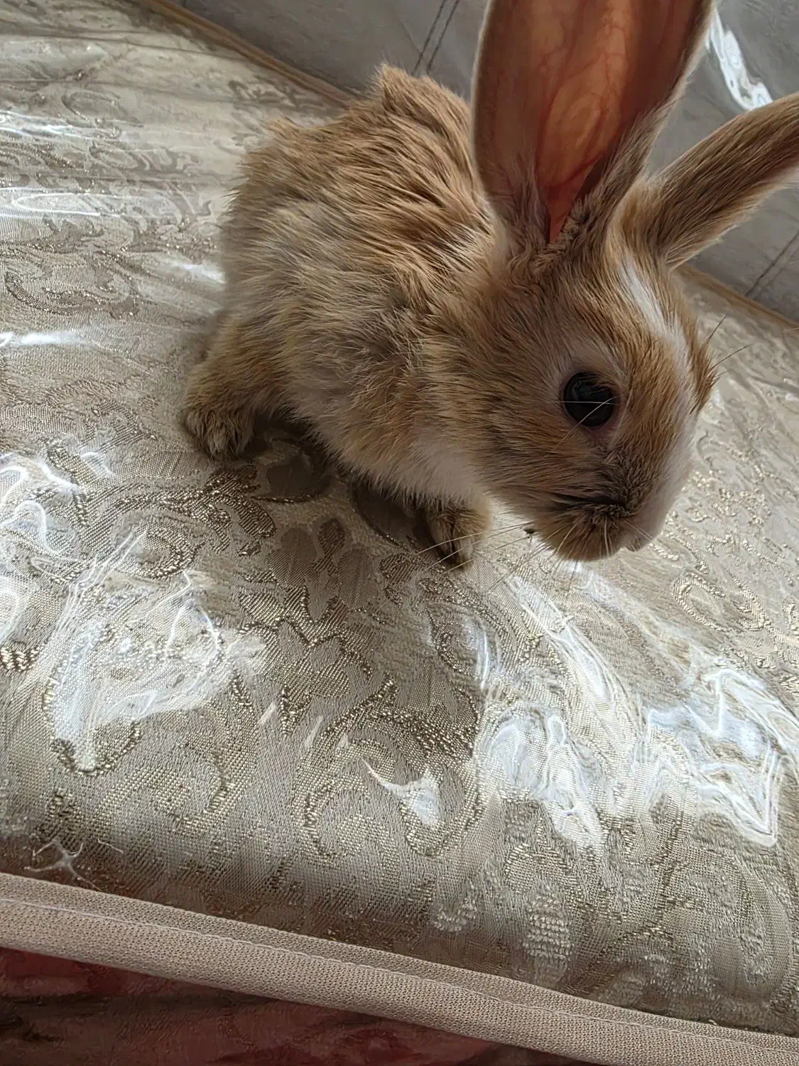 خرگوش|موش و خرگوش|زاهدان, |دیوار