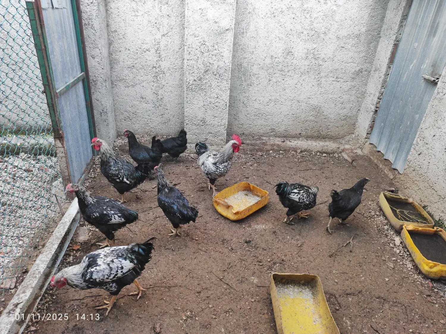 مرغ و خروس محلی اصیل کرچ شو|حیوانات مزرعه|نکا, |دیوار