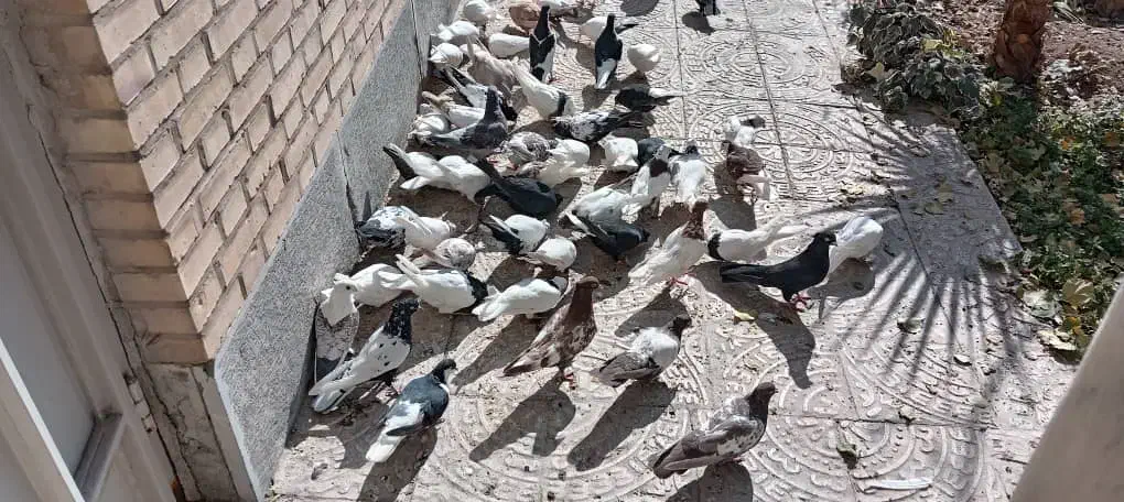 کبوتر نقشی شهرضا|پرنده|شهرضا, |دیوار