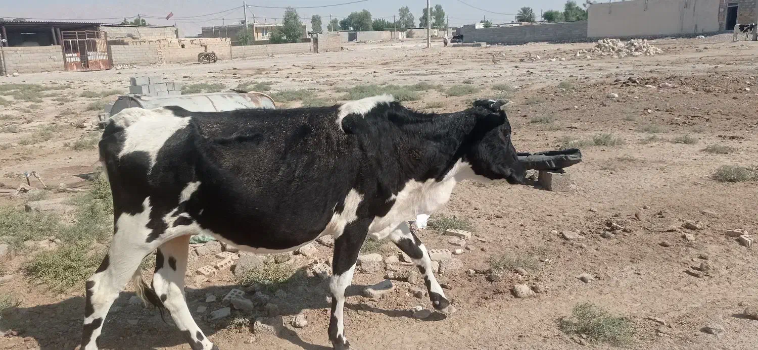 گاو فروشی|حیوانات مزرعه|دهلران, |دیوار