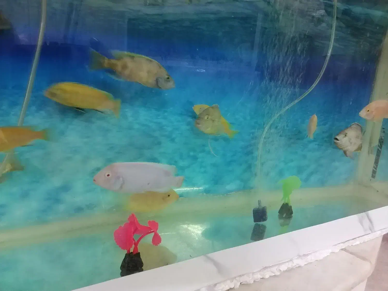 14عدد ماهی گوشتخوار|ماهی|یزد, |دیوار