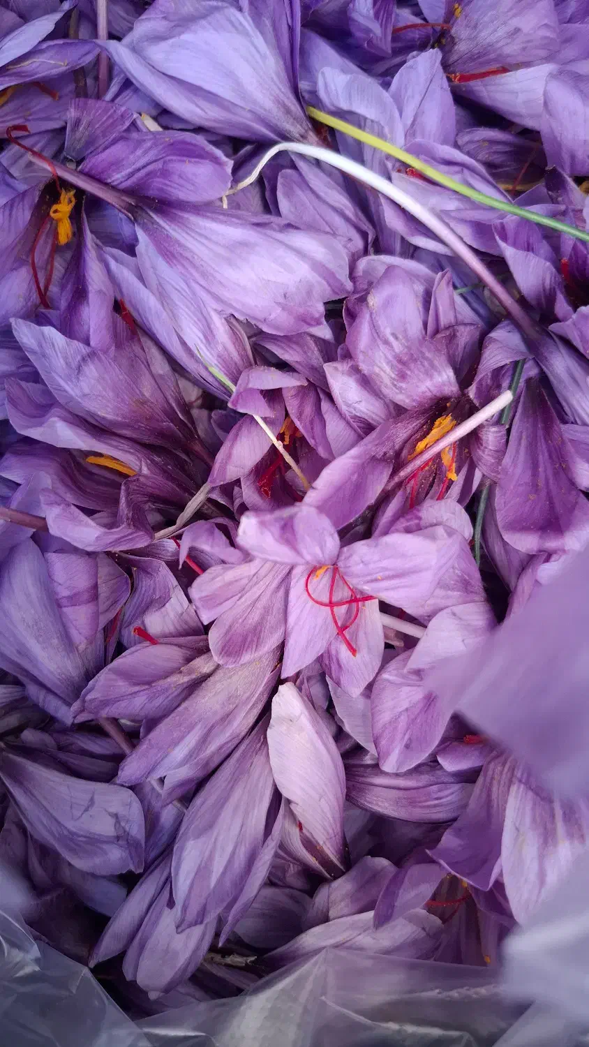 گل زعفران|عمده‌فروشی|مشهد, نیروی هوایی|دیوار